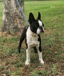 Boston Terrier - Tibet-Gyöngye