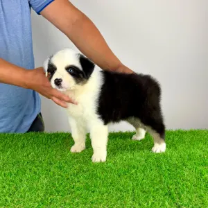 Australian Shepherd - Grisu