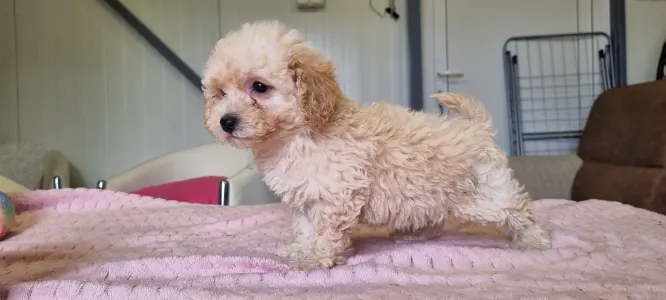 Maltipoo - Teddy