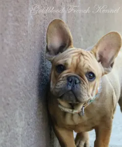 Francia bulldog - Wendy