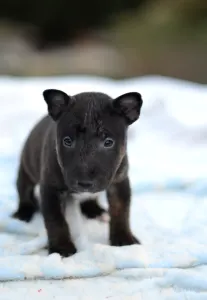 Miniatűr bullterrier - Jasper