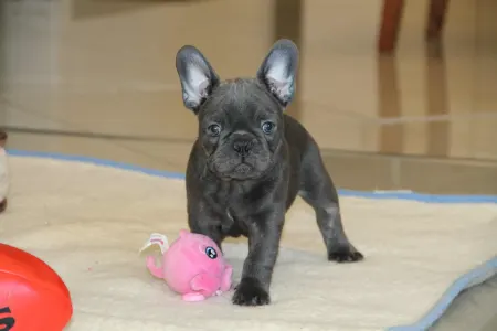 French Bulldog - Johnny 