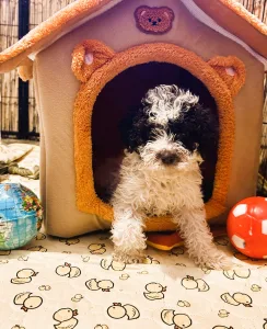 Lagotto romagnolo - Ursa Gummi