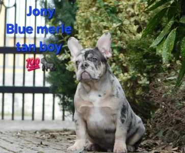 French Bulldog - Jony