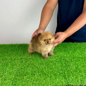 Pomeranian - Texus