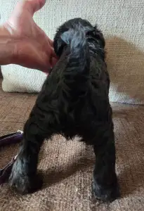 Miniature Schnauzer - Black Hills