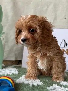Cavapoo - Mangó