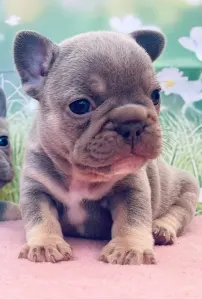 Bulldog francese - Lena