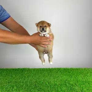 Shiba - Whistle
