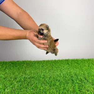 German Pomeranian Spitz - Quero