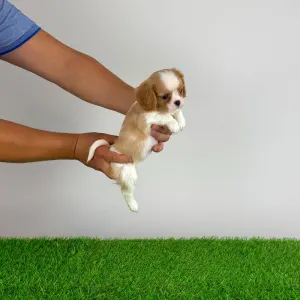 Cavalier King Charles Spaniel - Saci