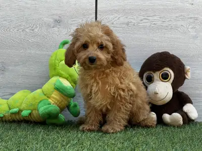 Cavapoo - Edgar