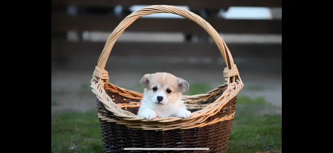 Welsh Corgi Pembroke - Trinity