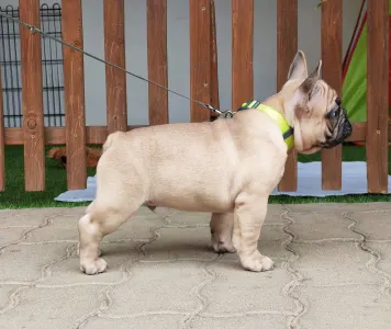 French Bulldog - Elmo