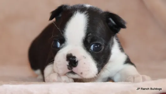 Boston Terrier - Mae Mae On Hold