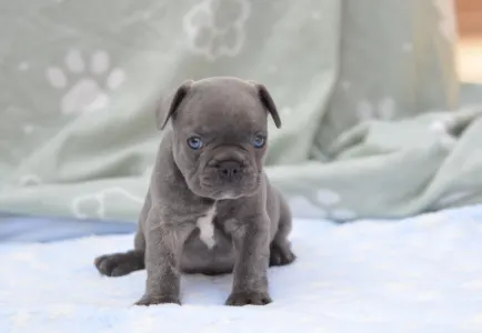 Francouzský buldoček - Monty