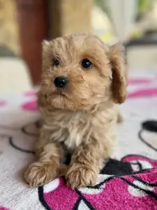 Maltipoo - Teddy