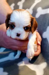 Cavalier King Charles Spaniel - Abigail