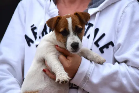 Jack Russell Terrier - Gold Leash Quantum Quinn