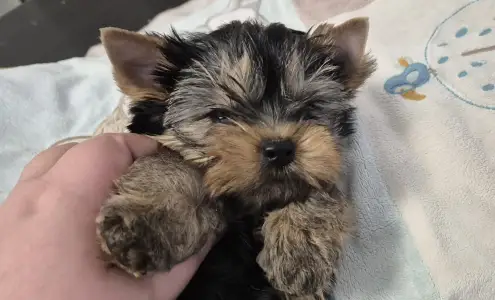 Yorkshire Terrier - Batman Of Midsummer Nights Miracle 