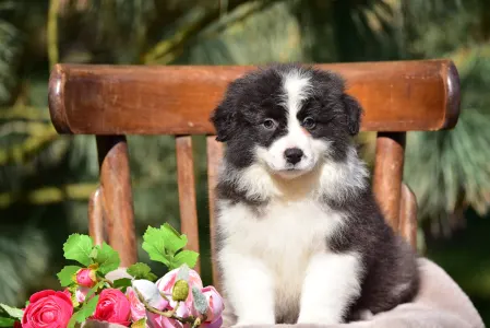 Border Collie - Cheviot Pearl