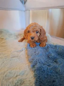 Caniche Nain - Pudel Miniature M