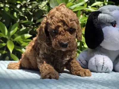 Cavapoo - Curlyjack