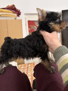 Yorkshire Terrier - Benett