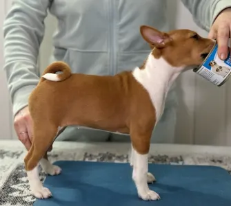Basenji - Girl Red And White,  Name Part Of The Game 