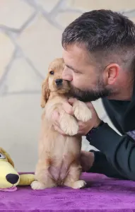 Englischer Cocker Spaniel - J. A Of Your Sweetest Dream