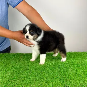 Ciobanesc Australian - Elany
