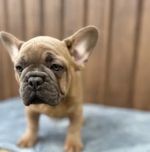 French Bulldog - Johnny