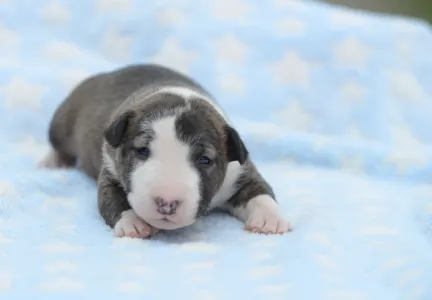 Miniature Bullterrier - Nathan