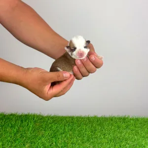 Welsh Corgi Pembroke - Chita