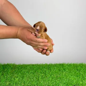 Кавалер кинг-чарльз-спаниель - Lisbeth