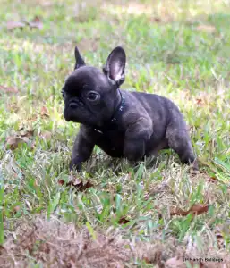 Bouledogue français - Lyon
