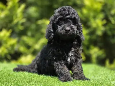 Cavapoo - Mendosa
