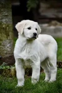 Owczarek środkowoazjatycki - Jaro