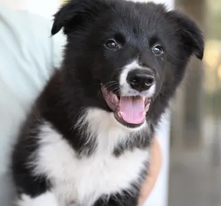 Border Collie - Cool Dark Design