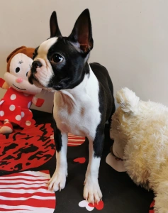 Boston Terrier - Wide Wings Becky