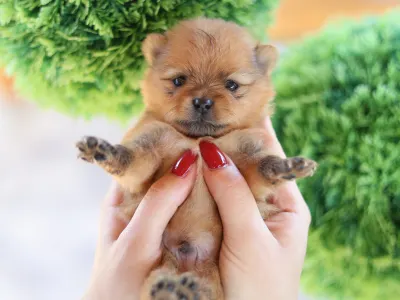 German Pomeranian Spitz - Leonardo๐