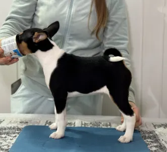 Basenji - Boy 2 Trikolor Name-  Protective King 
