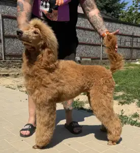 Poodle Standard - Jatt Black