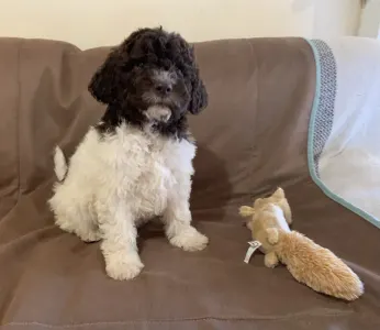 Lagotto Romagnolo - Giacomo