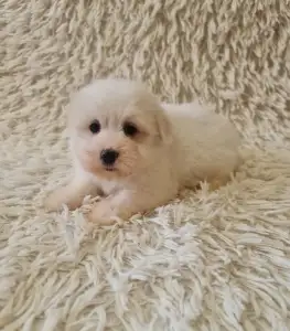 Coton de Tulear - Tim