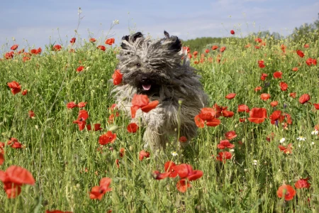 Puli - Tincses-kincsem Lagotto & Puli
