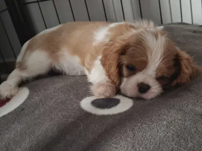 Cavalier King Charles spániel - Lolita