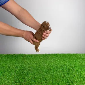 Trpasličí pudl - Luca