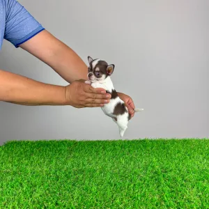 Chihuahua - Ede