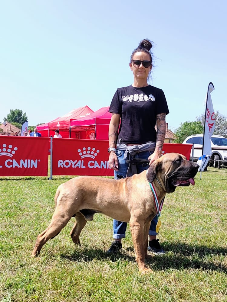 Fila Brasileiro Puppies and Dogs in Pullman, WA - Buy or Adopt